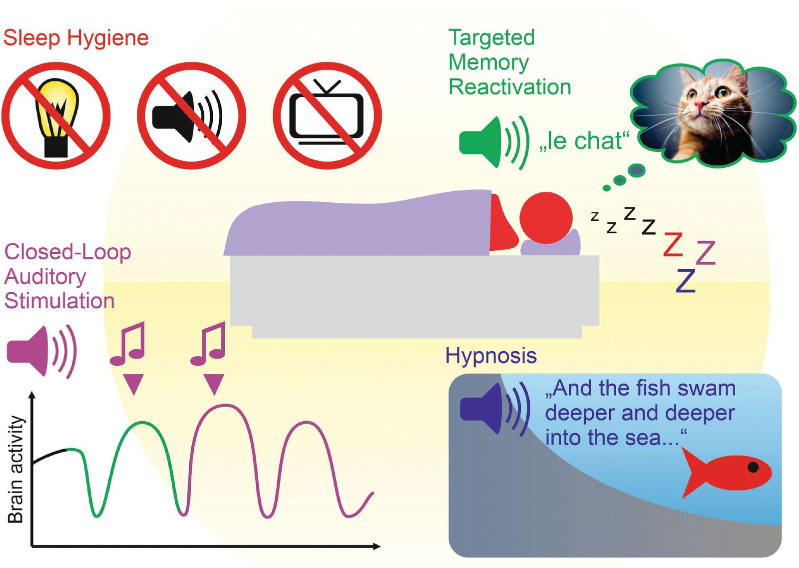 Sleep and Memory: The Hidden Role of Micro-Arousals