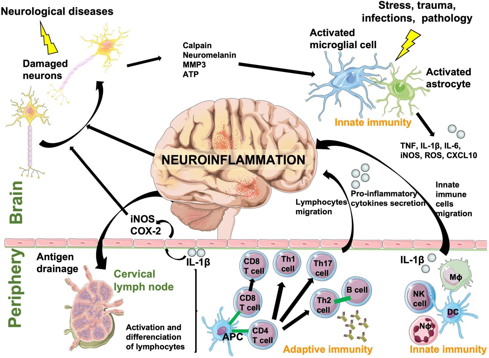 Neuroinflammation and Its Psychiatric Effects