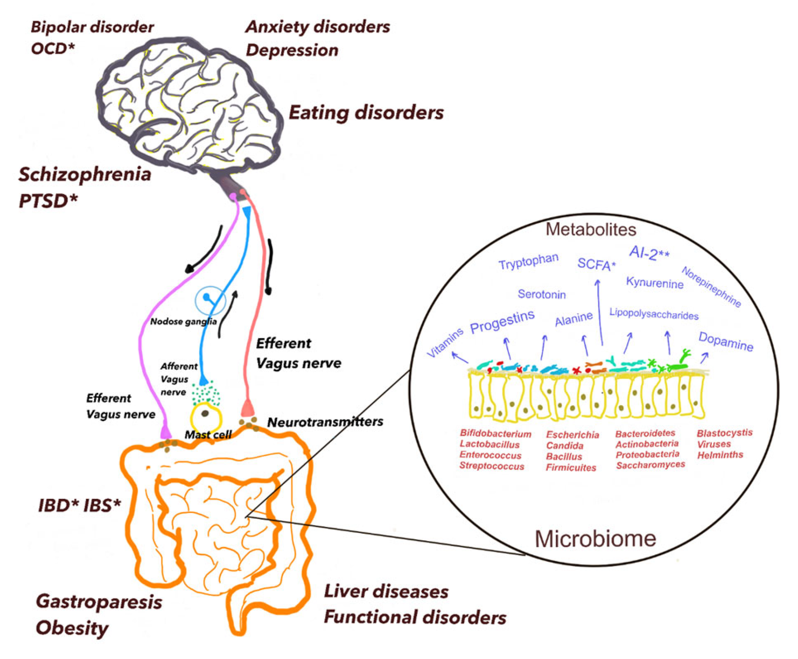 The Role of Gut Microbiota in Mental Health