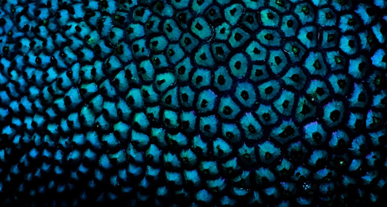 Temporal Self-Disintegration