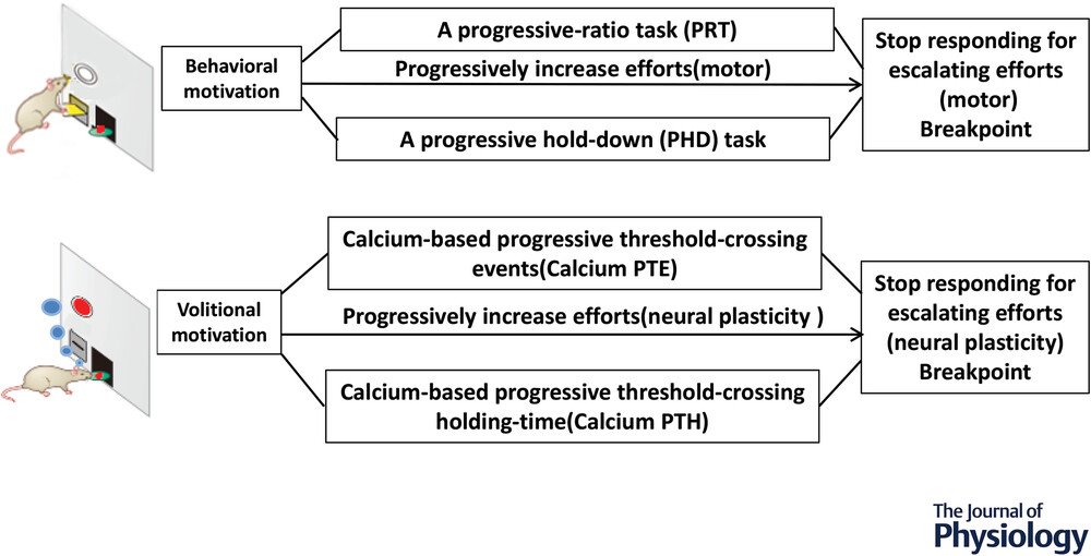 Volitional Disappearance