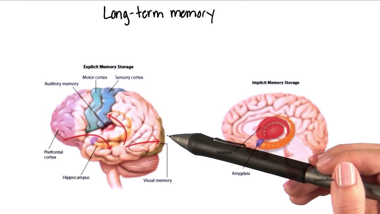 How Does the Brain Encode and Stabilize Long-Term Memory?
