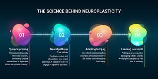 How Does Neural Plasticity Reshape Brain Networks