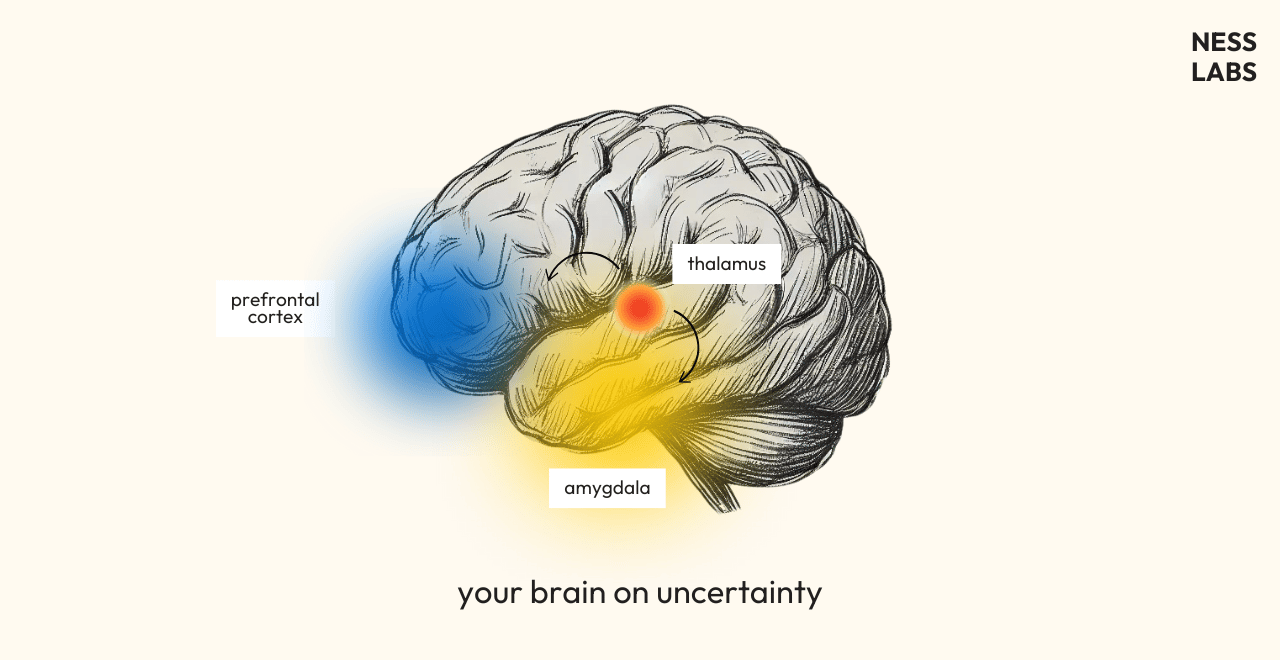 Why Does The Brain Fear Uncertainty?