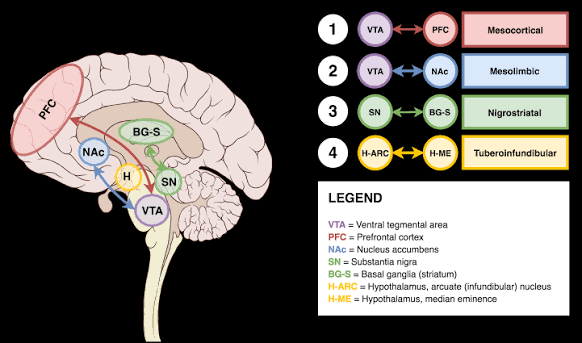How Do Antipsychotic Medications Work in the Treatment of Mental Disorders?