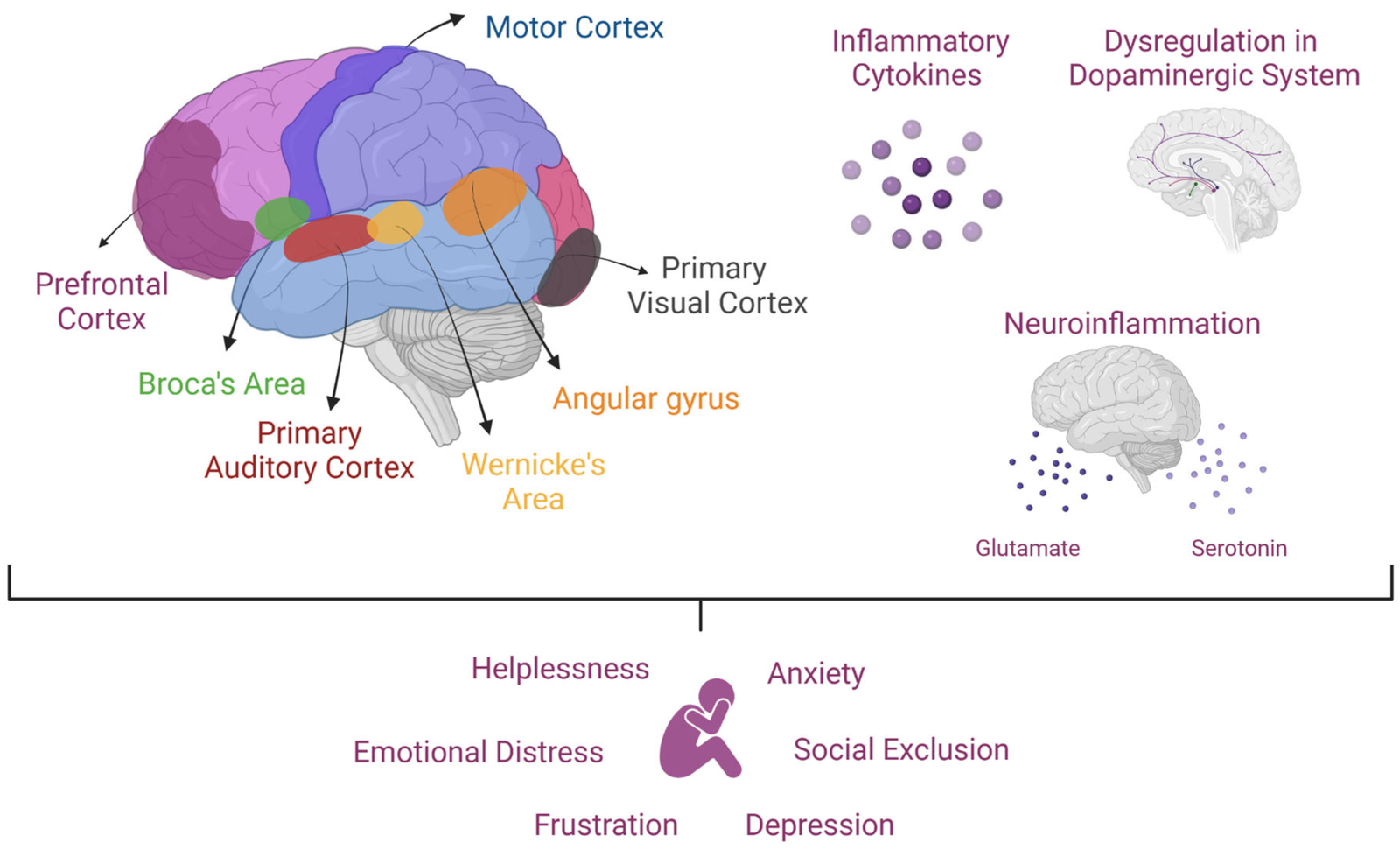 Neurobiological Dynamics of Network Dysregulation in Affective and Anxiety Disorders